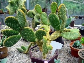 仙人掌吃瓜娱乐,仙人掌与瓜果的奇幻娱乐之旅